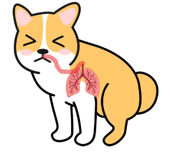 狗狗肺部感染一直喘