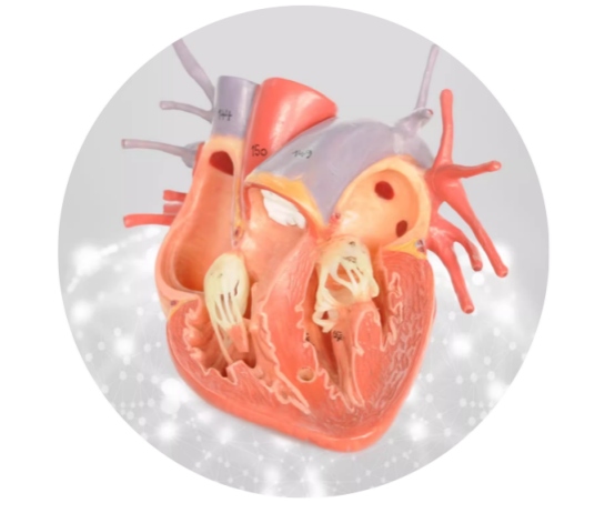 狗狗走路气喘吁吁是怎么回事？