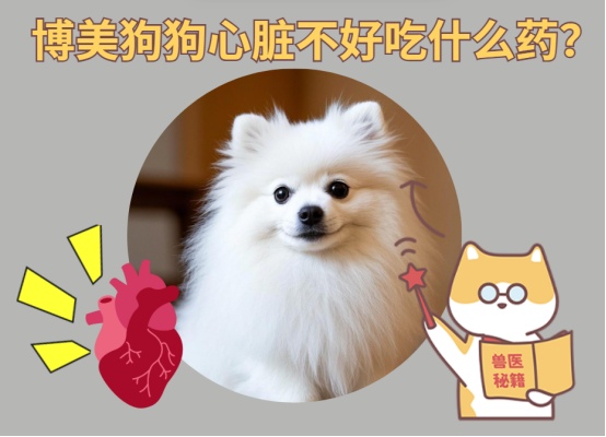 狗狗心脏不好吃什么药