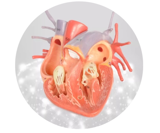 狗狗无故喘气急促紧急处理