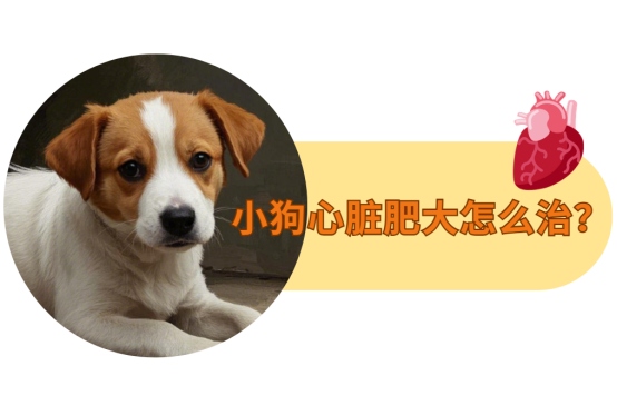 小狗心脏肥大怎么治？