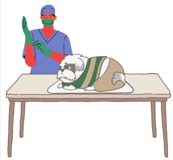 泰迪心脏肥大怎样办？