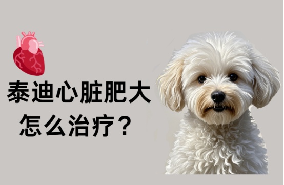 泰迪心脏肥大怎样治疗？