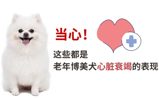 老年博美犬心脏衰竭的症状表现