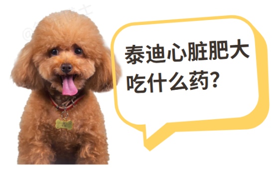 泰迪心脏肥大吃什么药？