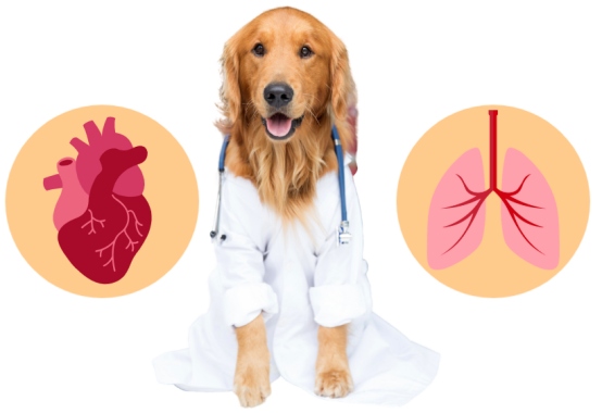 狗狗心肺功能不好吃什么药