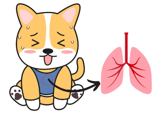 狗狗呼吸很急促肚子起伏比较快