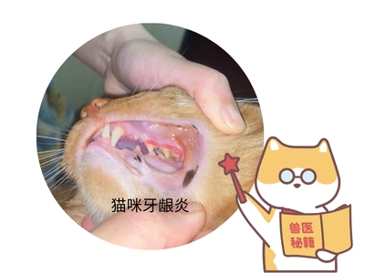 猫咪牙龈炎怎么办？全方位治疗与预防攻略！