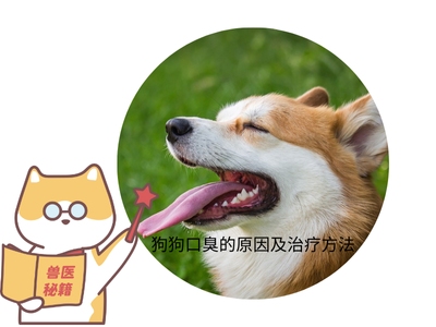 狗口臭的原因和治疗方法，一文读懂狗狗口腔保健。