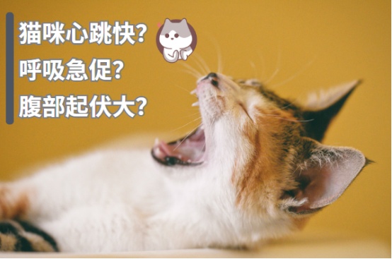 猫咪心跳快，呼吸急促，腹部起伏大是怎么回事？如何应对？
