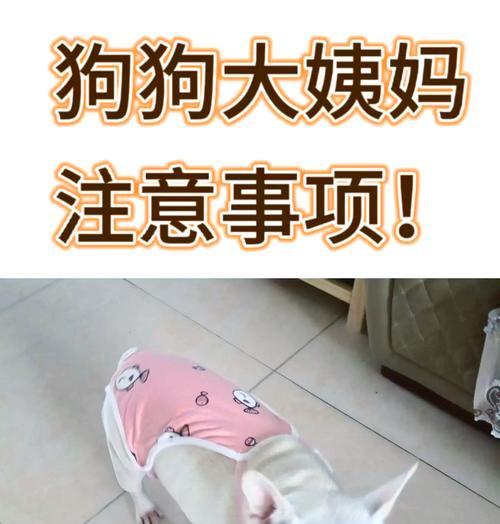 狗的月经周期及注意事项（了解狗的生理周期，关注宠物健康）