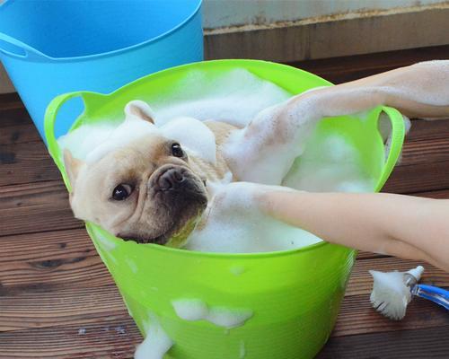 以巴哥犬洗澡的频率及注意事项