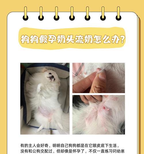 狗受孕后多久生？（了解狗繁殖周期及产仔过程的）