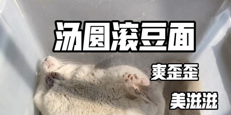 龙猫妈妈洗澡的时间间隔及注意事项（龙猫妈妈洗澡的频率、水温和洗澡方式）