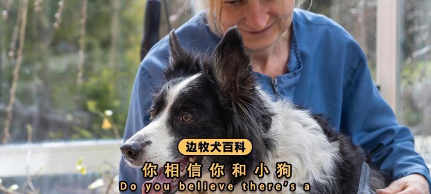 老狗与新狗的相处之道（如何使老狗和新狗融洽相处）