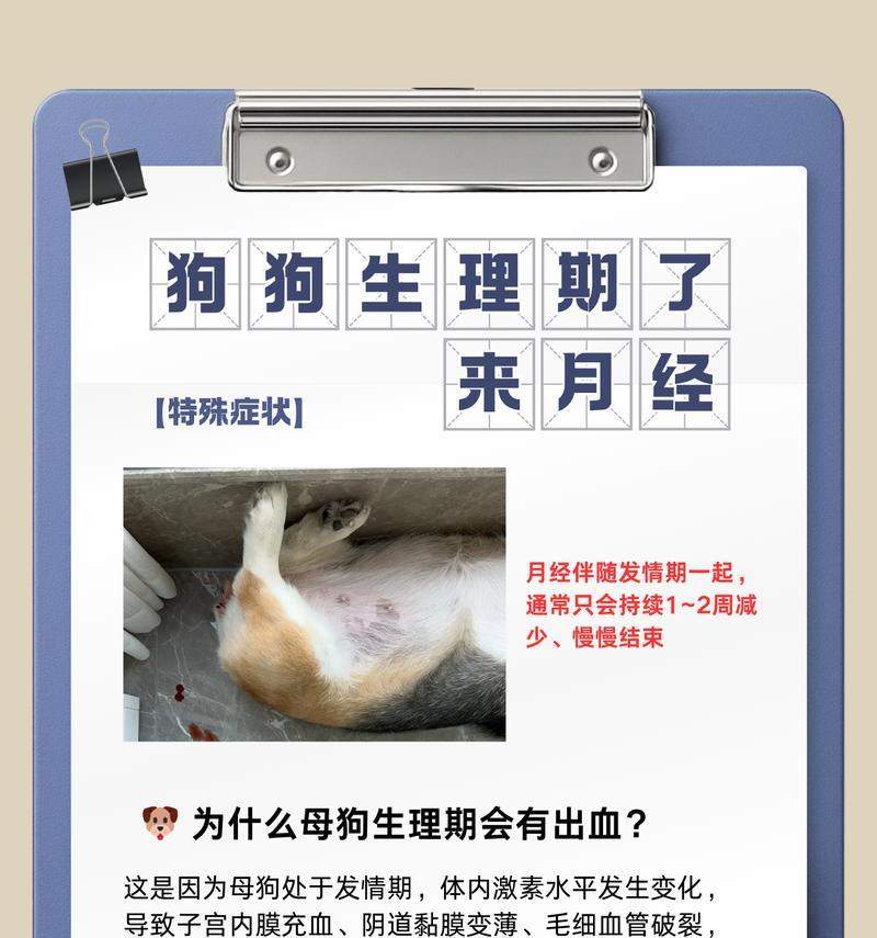 狗的怀孕周期及其影响因素解析（探究狗的月经周期、受孕时间和繁殖能力，）