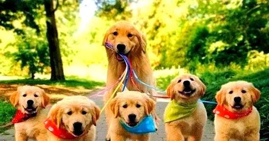 金毛犬公性情转变的时机及原因分析（从幼年到成年）