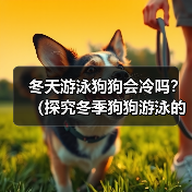 冬天游泳狗狗会冷吗？（探究冬季狗狗游泳的注意事项）