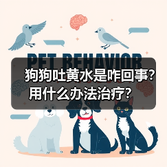 狗狗吐黄水是咋回事?用什么办法治疗?(图3) 狗狗吐黄水是咋回事?用什么办法治疗?(图3)