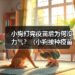 小狗打完疫苗后为何没力气？（小狗接种疫苗后的不适症状及应对方法）（图3）