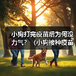 小狗打完疫苗后为何没力气？（小狗接种疫苗后的不适症状及应对方法）