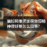 猫拉稀像泥浆很臭但精神很好是怎么回事？（图4）