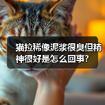 猫拉稀像泥浆很臭但精神很好是怎么回事？（图3）