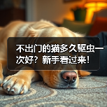 不出门的猫多久驱虫一次好？新手看过来！（图3）