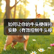 如何让你的牛头梗保持安静（有效控制牛头梗的吠叫行为，让生活更加美好）（图4）