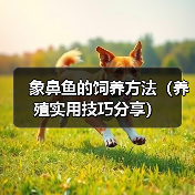 象鼻鱼的饲养方法(养殖实用技巧分享)(图2) 象鼻鱼的饲养方法(养殖实用技巧分享)(图2)