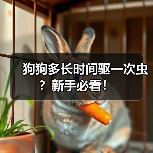 狗狗多长时间驱一次虫？新手必看！（图1）