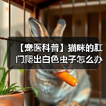 【宠医科普】猫咪的肛门爬出白色虫子怎么办？（图3）