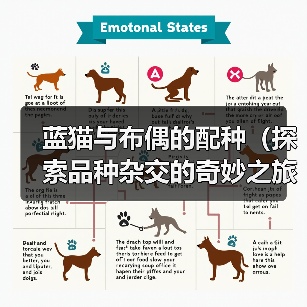 蓝猫与布偶的配种(探索品种杂交的奇妙之旅)(图2) 蓝猫与布偶的配种(探索品种杂交的奇妙之旅)(图2)