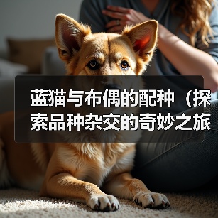 蓝猫与布偶的配种(探索品种杂交的奇妙之旅)(图3) 蓝猫与布偶的配种(探索品种杂交的奇妙之旅)(图3)