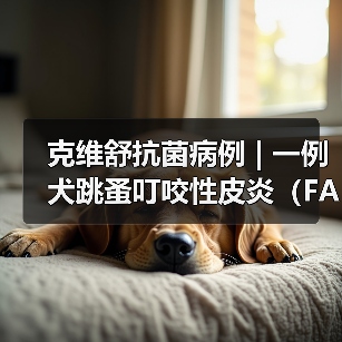 克维舒抗菌病例 | 一例犬跳蚤叮咬性皮炎（FAD）的病例分析