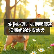 宠物护理:如何照顾还没断奶的沙皮幼犬(图3) 宠物护理:如何照顾还没断奶的沙皮幼犬(图3)