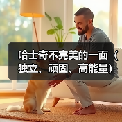 哈士奇不完美的一面(独立、顽固、高能量)(图2) 哈士奇不完美的一面(独立、顽固、高能量)(图2)