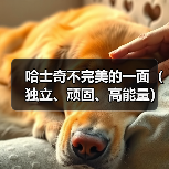 哈士奇不完美的一面(独立、顽固、高能量)(图4) 哈士奇不完美的一面(独立、顽固、高能量)(图4)