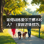 如何训练爱尔兰梗不咬人?(掌握这些技巧,让你的宠物更友善)(图4) 如何训练爱尔兰梗不咬人?(掌握这些技巧,让你的宠物更友善)(图4)