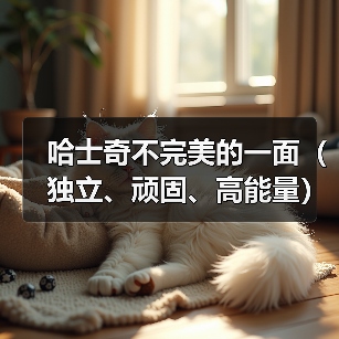哈士奇不完美的一面（独立、顽固、高能量）