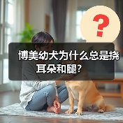 博美幼犬为什么总是挠耳朵和腿?(图3) 博美幼犬为什么总是挠耳朵和腿?(图3)
