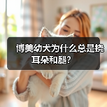 博美幼犬为什么总是挠耳朵和腿?(图2) 博美幼犬为什么总是挠耳朵和腿?(图2)