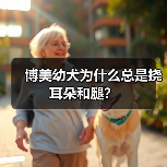 博美幼犬为什么总是挠耳朵和腿？