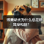 博美幼犬为什么总是挠耳朵和腿?(图4) 博美幼犬为什么总是挠耳朵和腿?(图4)