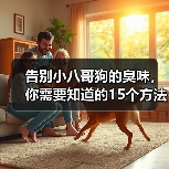告别小八哥狗的臭味，你需要知道的15个方法（如何消除小八哥狗的臭味？去除狗味的有效技巧）