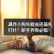 满月小狗先驱虫还是先打针？新手养狗必知！（图2）