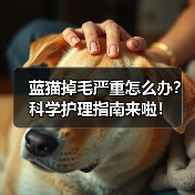 蓝猫掉毛严重怎么办？科学护理指南来啦！（图4）