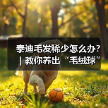 泰迪毛发稀少怎么办？｜教你养出“毛绒球”的秘诀（图3）