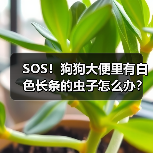 SOS!狗狗大便里有白色长条的虫子怎么办?(图3) SOS!狗狗大便里有白色长条的虫子怎么办?(图3)