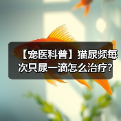 【宠医科普】猫尿频每次只尿一滴怎么治疗?(图2) 【宠医科普】猫尿频每次只尿一滴怎么治疗?(图2)